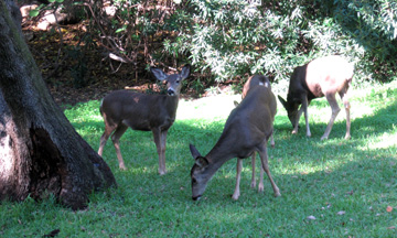 Clamshell deer